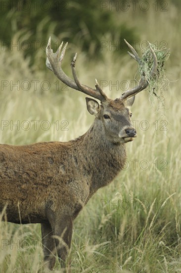Red deer (Cervus elaphus) rutting stag with wire in left antler rod, secured in high grass, Allgäu, Bavaria, Germany, Allgäu, Bavaria, Germany