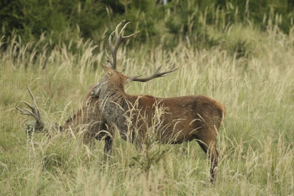 Red deer (Cervus elaphus) rutting deer, the left one with wire in left antler bar, being licked by another deer, Allgäu, Bavaria, Germany, Allgäu, Bavaria, Germany