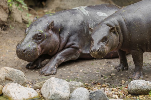 A female pygmy hippopotamus (Choeropsis liberiensis) stands next to its mother. Liberia, West Africa