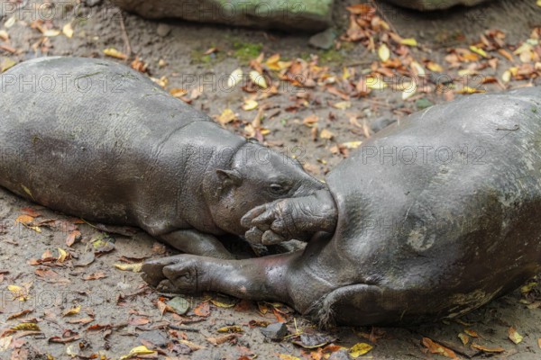 A female pygmy hippopotamus (Choeropsis liberiensis) nurses its calf. Liberia, West-Afrika