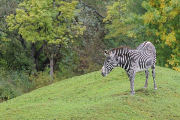 A Grévy's zebra (Equus grevyi) stands in a green meadow in hilly terrain. Botswana