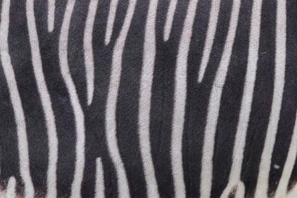 Pattern of a Grévy's zebra (Equus grevyi) fur. Botswana