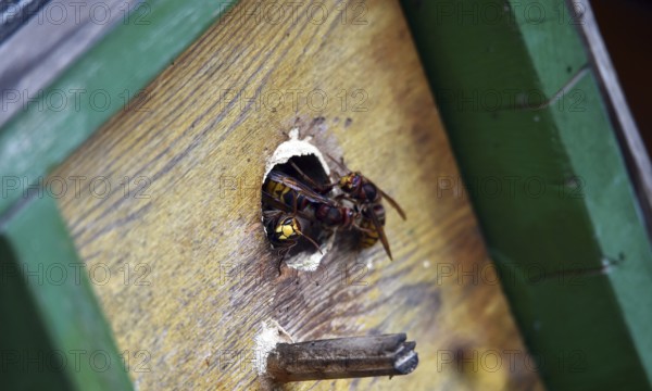 European hornets, hornets, (Vespa crabro) build nest in May box, Schleswig-Holstein, Germany