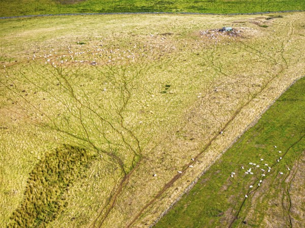 Sheeps on farmsland over Waterloo Monument over Scottish fields and farms from a drone, Jedburgh, Scotland, UK