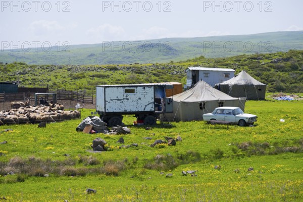 Rural scene with vehicles, flock of sheep and tents in a meadow, nomads, tents and caravans as a summer camp, on the southern slopes of Aragaz, Aragats, Aragac, Alagyaz, Aragazotn Province, Armenia