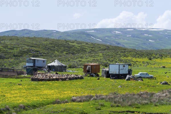 Scene with farm and flock of sheep on green fields surrounded by mountains, nomads, tents and caravans as summer camp, on the southern slopes of Aragaz, Aragats, Aragac, Alagyaz, Aragazotn Province, Armenia