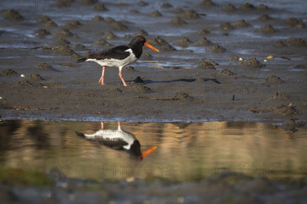 Oystercatcher (Haematopus ostralegus), Otroya or Otrøya Island, Møre og Romsdal, Norway