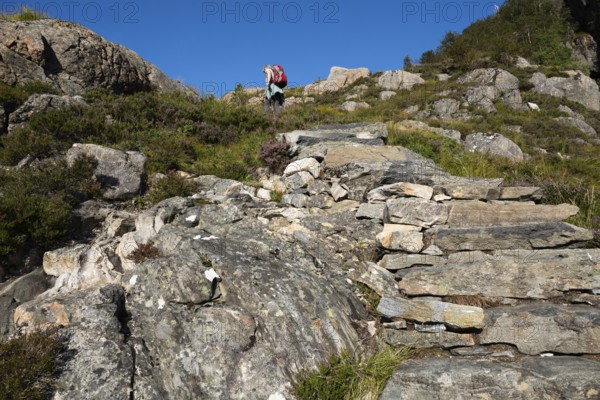 Woman with rucksack climbing the Rørsethornet stone staircase, with 3292 steps one of the longest continuous stone staircases in the world, Sherpatreppe or Midsundtreppe or Midsundtrappene, Rørsethornet hike, Otroya or Otrøya island, Møre og Romsdal, Norway