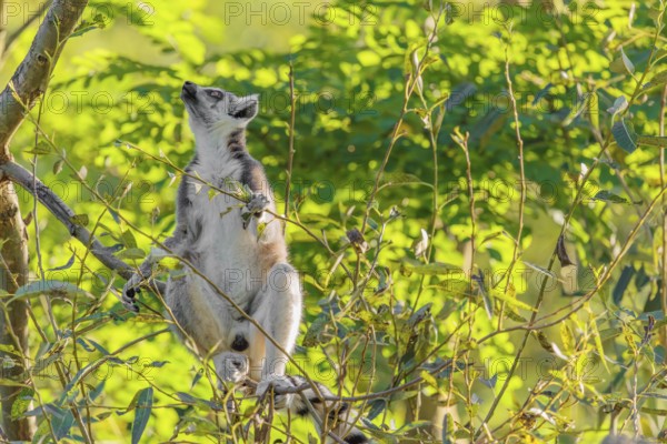 A ring-tailed lemur (Lemur catta) sits on a sunny day high up in a tree eating fresh green leaves. Southern and southwestern Madagascar