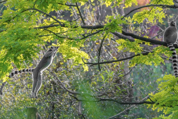 A ring-tailed lemur (Lemur catta) jumps onto a branch against the light on a sunny day. Southern and southwestern Madagascar