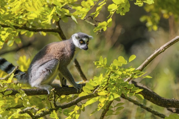 A ring-tailed lemur (Lemur catta) sits on a sunny day high up in a tree among fresh green leaves. Southern and southwestern Madagascar