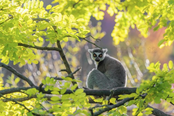 A ring-tailed lemur (Lemur catta) sits on a branch high up in a tree against the light on a sunny day. Southern and southwestern Madagascar