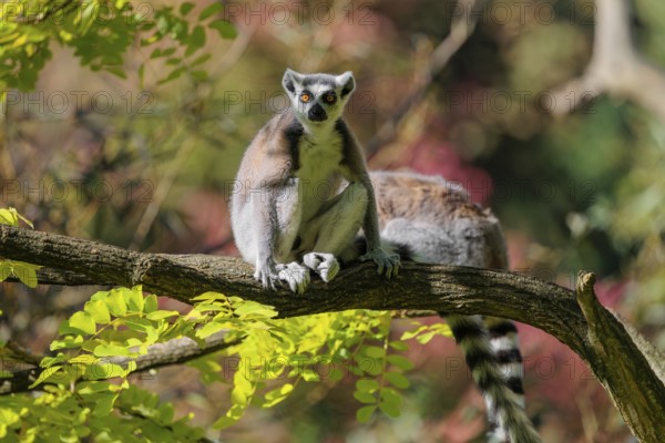 Two ring-tailed lemurs (Lemur catta) sit on a sunny day high up in a tree among fresh green leaves and look around. Southern and southwestern Madagascar