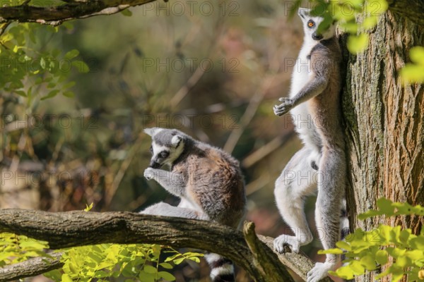 Two ring-tailed lemurs (Lemur catta) sit high up in a tree among fresh green leaves on a sunny day. One stands leaning against the tree. Southern and southwestern Madagascar