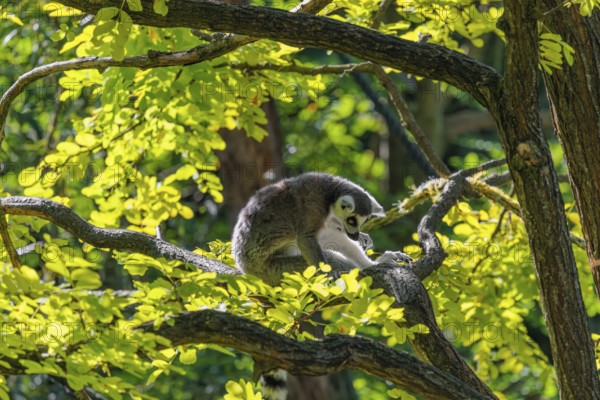 A ring-tailed lemur (Lemur catta) sits on a sunny day high up in a tree on a branch between fresh green leaves. Southern and southwestern Madagascar