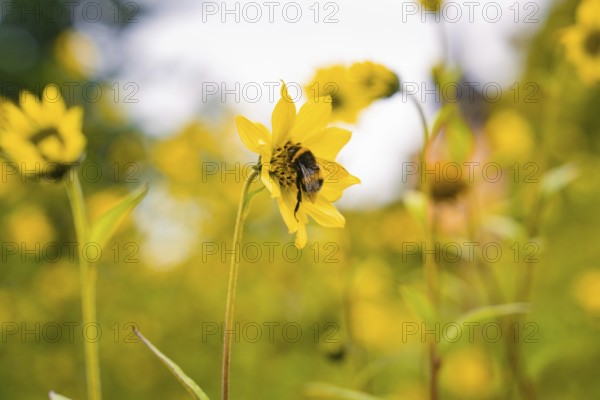 Bee on a yellow blossom in the middle of a field full of yellow flowers, Mainau flower island, Lake Constance, Germany