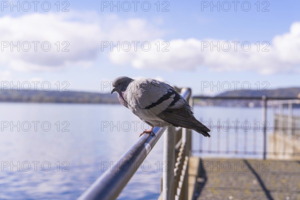 Pigeon sitting on a railing with a lake in the background, Überlingen, Lake Constance, Germany