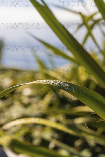 Close-up of leaves with glittering water droplets in the sunlight, Überlingen, Lake Constance, Germany