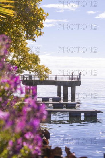 Footbridge with autumn trees and purple flowers by the water on a sunny day, Überlingen, Lake Constance, Germany