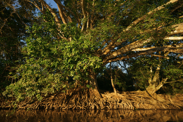 Ficus spec on the riverbank in the Pantanal Brazil