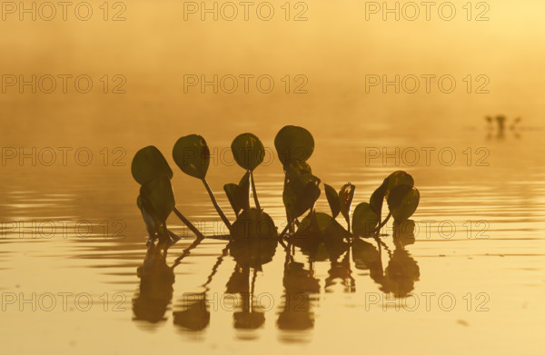 Water hyacinth (Eichhornia crassipes), Pantanal, Mato Grosso, Brazil, South America