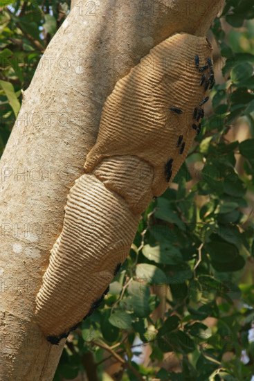 Wasps on a wasp nest Pantanal Brazil
