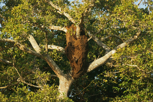 Termite nest, Pantanal, termite burrow, tree termites, Brazil, South America