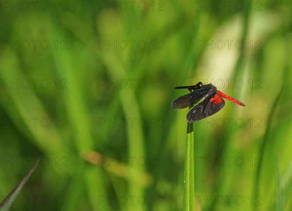 Sail Dragonfly Pantanal Brazil