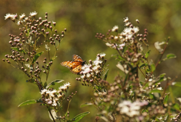 Monarch butterfly (danaus erippus) Pantanal Brazil