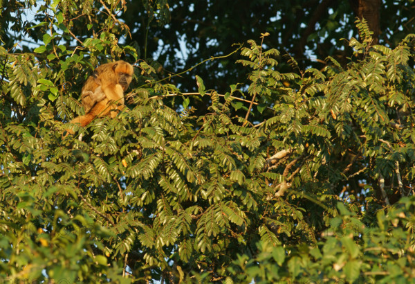 Black howler (Alouatta) female, Pantanal, inland, wetland, UNESCO Biosphere Reserve, World Heritage Site, wetland biotope, Mato Grosso, Brazil, South America