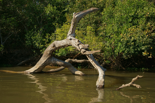 Long-nosed bats (Rhynchonycteris naso), hanging from a tree stump, Pantanal, Brazil, South America