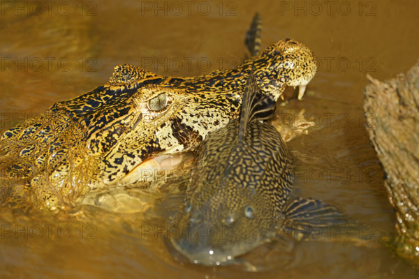 Spectacled caiman (Caiman yacare, Caiman crocodilus yacare) with captured catfish, portrait, Pantanal, Brazil, South America