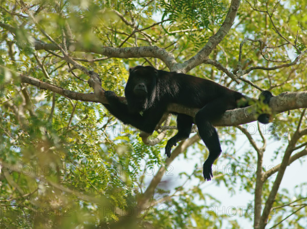 Black howler (Alouatta) male, Pantanal, inland, wetland, UNESCO Biosphere Reserve, World Heritage Site, wetland biotope, Mato Grosso, Brazil, South America