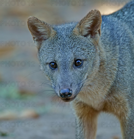 Maikong (Cerdocyon thous), Pantanal, Mato Grosso, Brazil, South America