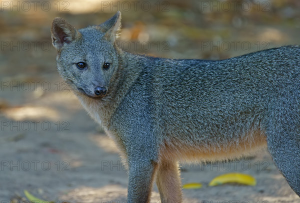 Maikong (Cerdocyon thous), Pantanal, Mato Grosso, Brazil, South America