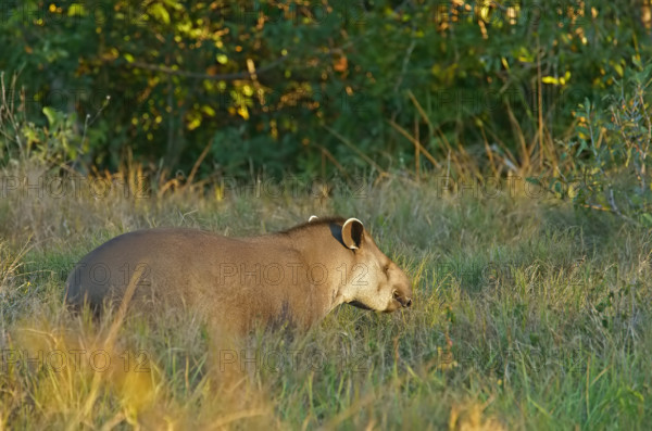 Lowland tapir (Tapirus terrestris), Pantanal, inland, wetland, UNESCO Biosphere Reserve, World Heritage Site, wetland biotope, Mato Grosso, Brazil, South America