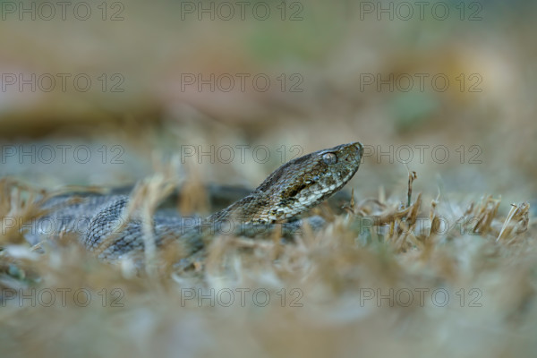 Lance adder (Bothrops neuwiedi mattogrossensis) in the grass, very poisonous, Pantanal, Mato Grosso, Brazil