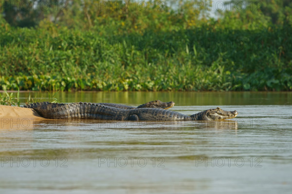 Spectacled caiman (Caiman yacare, Caiman crocodilus yacare), portrait, Pantanal, Brazil, South America