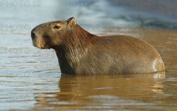 Capybara (Hydrochaeris hydrochaeris) Pantanal Brazil