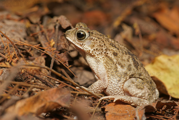Toad Pantanal Brazil