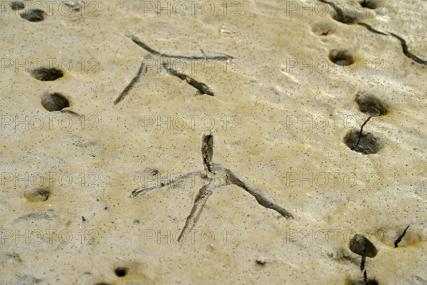 Footprints of a heron in the mud, Mata Atlantica, mangroves, Brazil