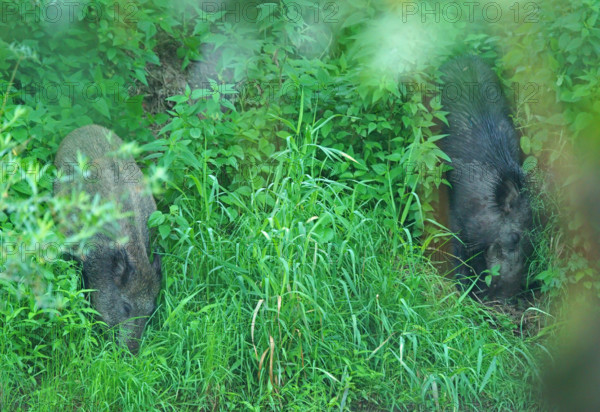 Wild boar (Sus scrofa), Germany