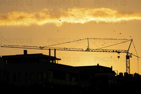 Numerous birds sitting on a construction crane at sunset in Frankfurt am Main, Frankfurt am Main, Hesse, Germany