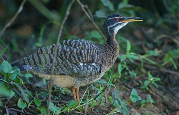 Sun rail (Eurypyga helias) Pantanal Brazil