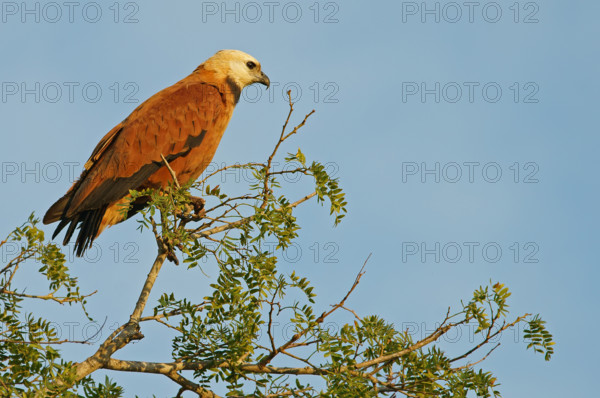 Fish Buzzard (Busarellus nigricollis), Pantanal, inland, wetland, UNESCO Biosphere Reserve, World Heritage Site, wetland biotope, Mato Grosso, Brazil, South America