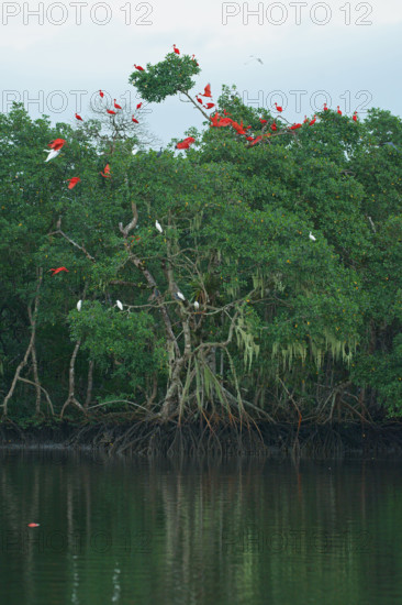 Scarlet Ibis (Eudocimus ruber), Mata Atlantica, Brazil, South America