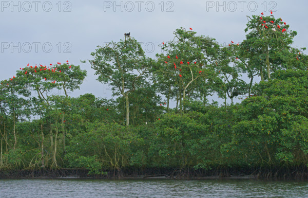 Scarlet Ibis (Eudocimus ruber), Mata Atlantica, Brazil, South America