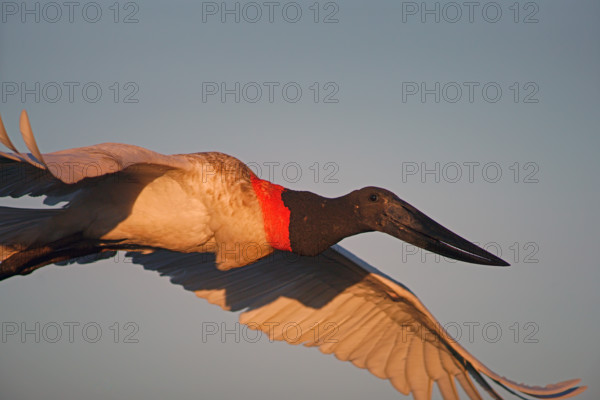 Jabiru (Jabiru mycteria), Pantanal, Brazil, South America