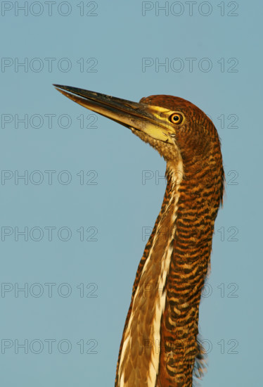 Marbled heron (Tigrisoma lineatum) juvenile, Pantanal, Brazil, South America