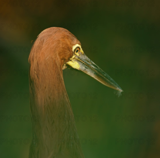 Marbled heron (Tigrisoma lineatum), Pantanal, Brazil, South America